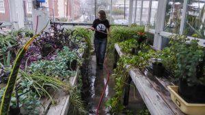 Greenhouse attendant Jay Margolis ‘20 waters plants earlier this semester.
Photos by Jade Miley.
