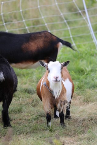 The goats at the Eden Hall Campus. Photo Credit: Maggie Kudrick