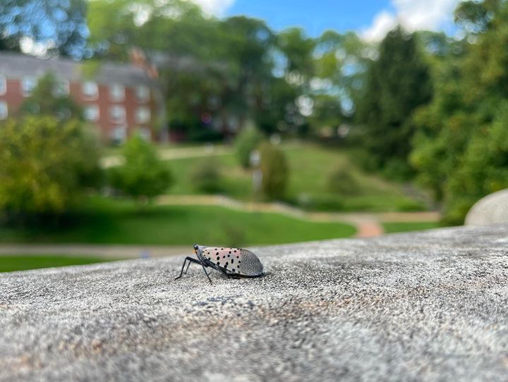 Spotted+lanternfly+on+Chatham+Shadyside+campus