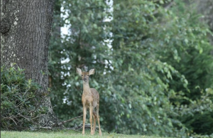 Deer spotted at Eden Hall.