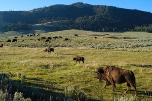 Bison graze in Lamar Valley. The wildlife depend on the 2.2 million acres of protected land that make up Yellowstone National Park.