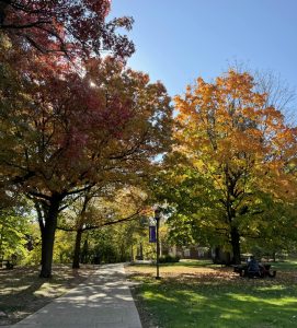 Fall foliage lines a walkway on Chatham's Shadyside campus.