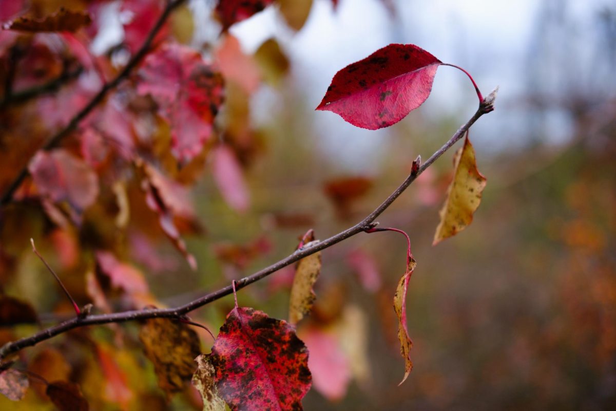 Three Communiqué photographers caught the same moment in time across all three Chatham University locations: Shadyside, Eden Hall and Chatham Eastside.