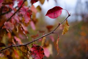 Vibrant autumn colors can still be found at the Eden Hall campus as fall creeps closer to winter.
