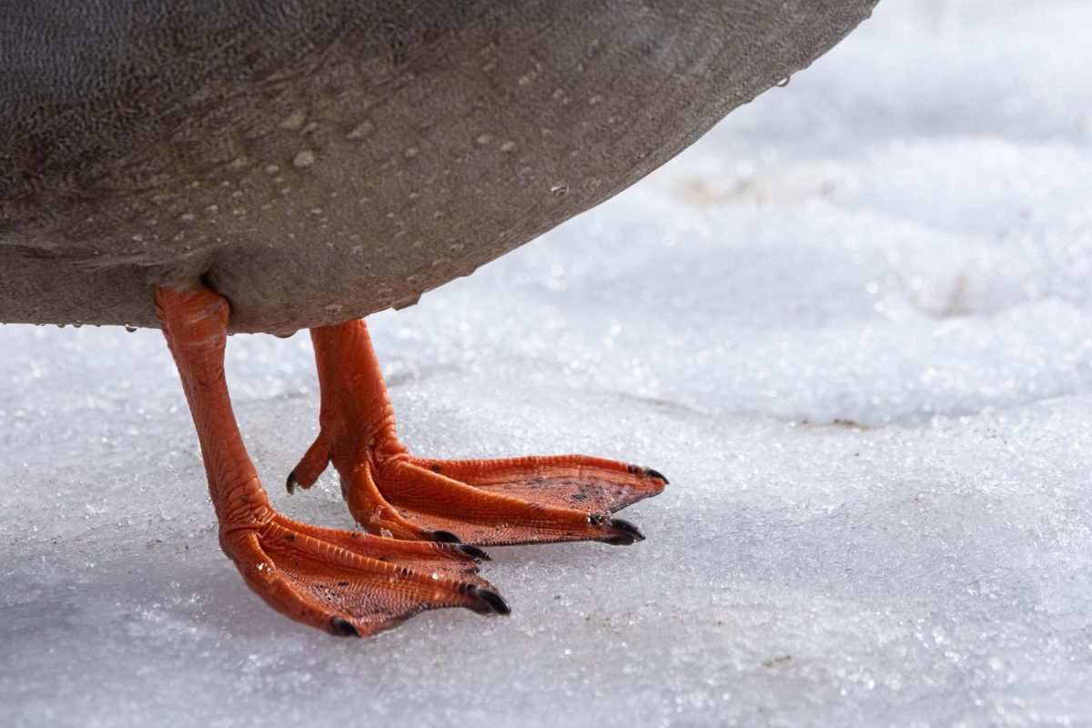 Mallard duck stands on an ice-covered lake at North Park. Photo taken for Documentary Photography and Photojournalism. Feb. 11, 2022.