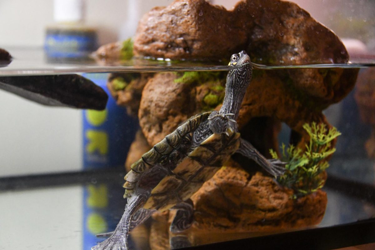 Mud the map turtle lives with Anna Tilmans '29 in Woodland Hall.